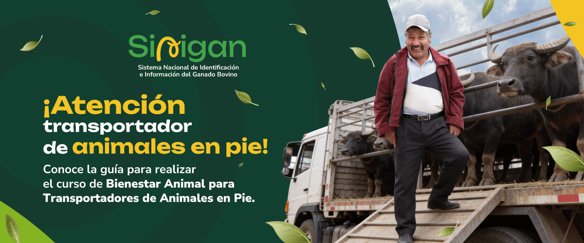 Conoce la guía para realizar el Curso de Bienestar Animal para Transportadores de Animales en Pie