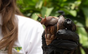Caracol gigante africano.