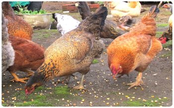 El ICA avanza en el control y erradicación de los focos de influenza aviar 