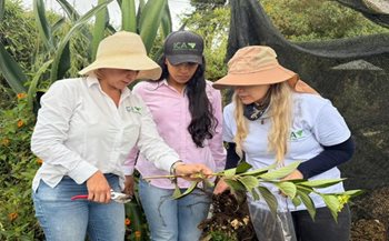 Cultivos de hortensias en Antioquia.