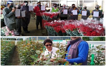 Producción de ornamentales en Boyacá. 