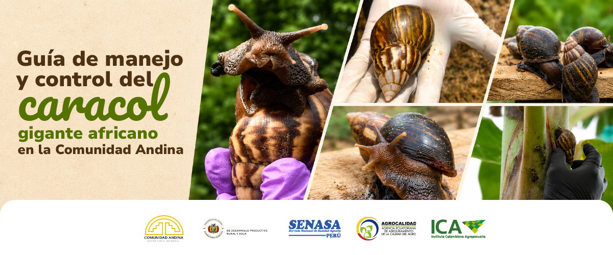 Consulta aquí la guía de manejo y control del caracol gigante africano