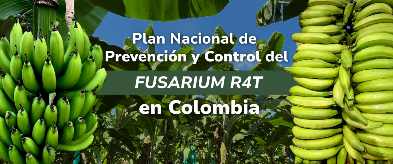 Conoce aquí el Plan Nacional de Prevención y Control del FUSARIUM R4T