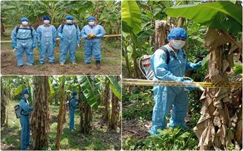jornada de erradicación de Moko del plátano. 