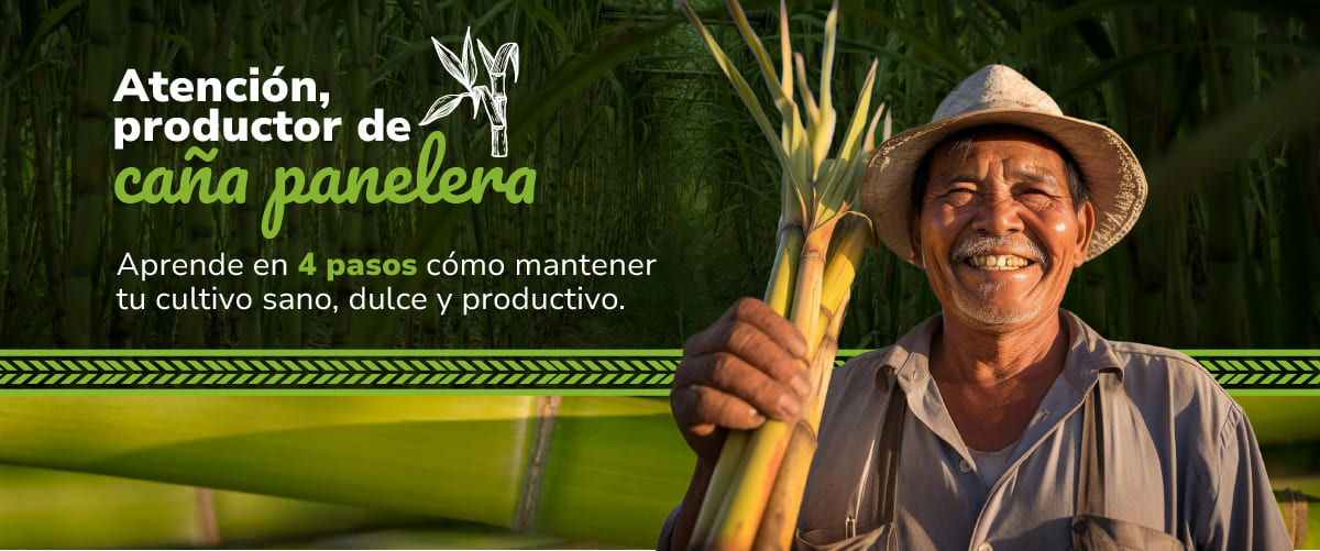 Aprende más sobre la caña panelera aquí 