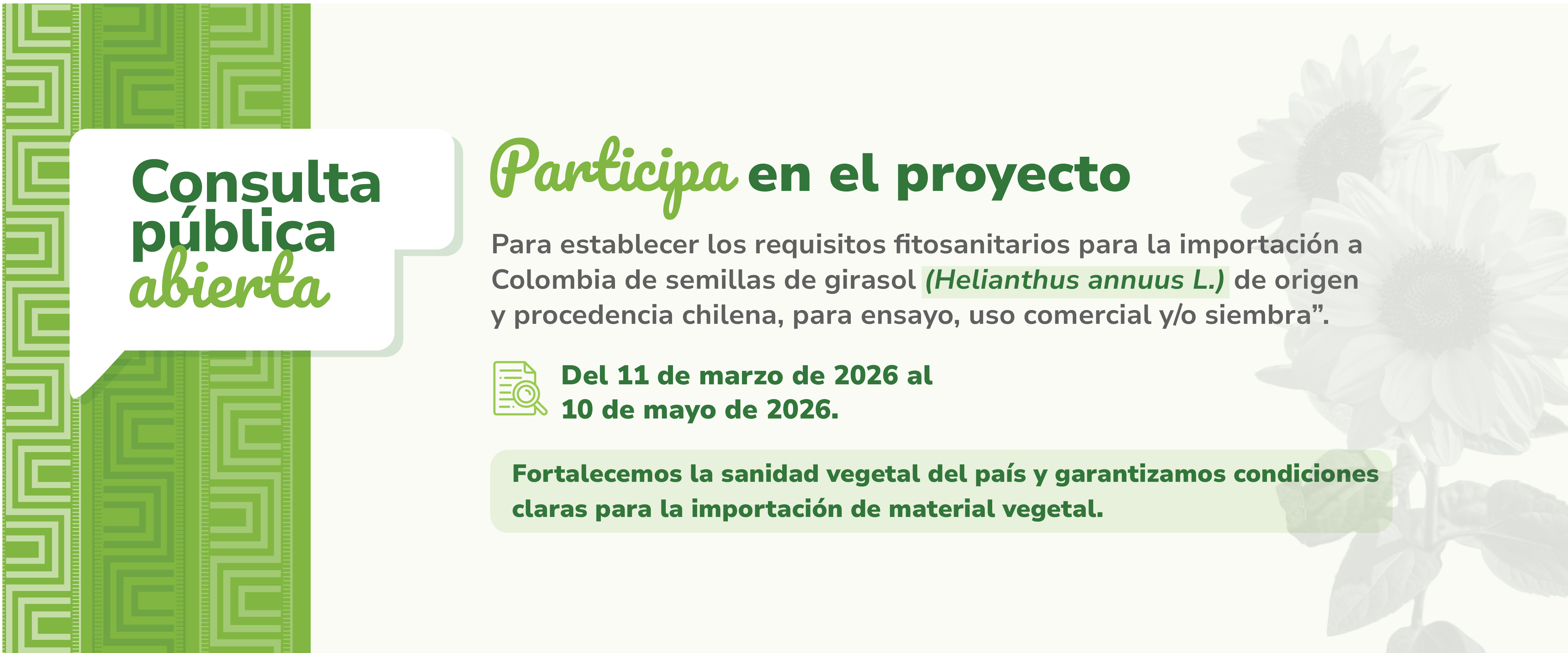 Participa en la consulta pública para establecer los requisitos fitosanitarios para la importación a Colombia de semillas de girasol