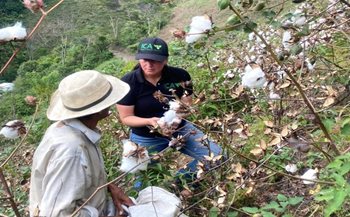 Cultivos de algodón. 
