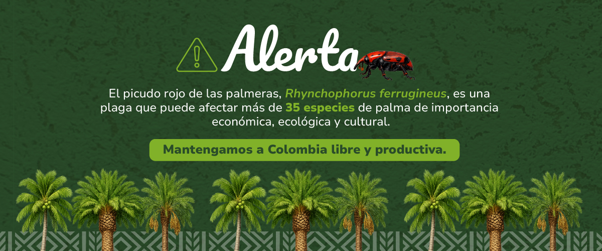 Conoce más aquí sobre el picudo rojo de las palmeras