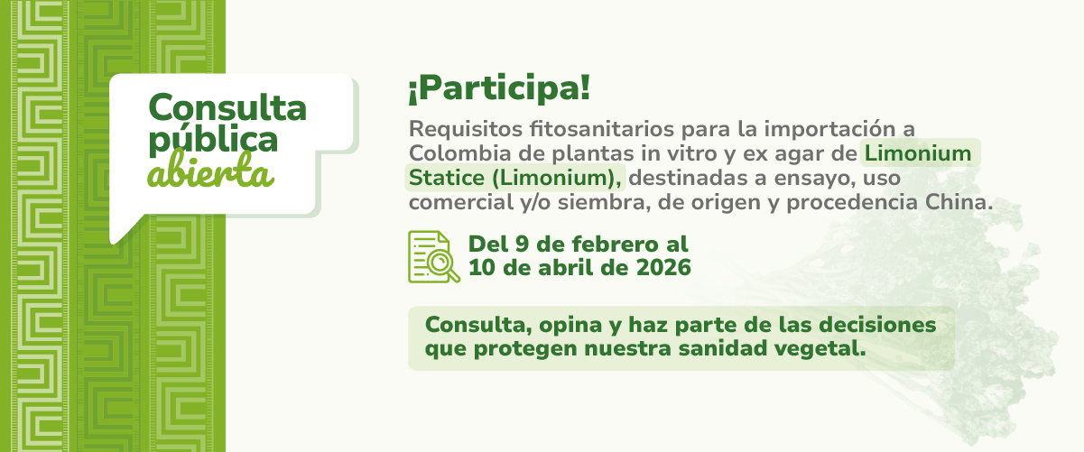 Participa en la consulta pública para la importación a Colombia de plantas in vitro y ex agar de Limonium Statice 