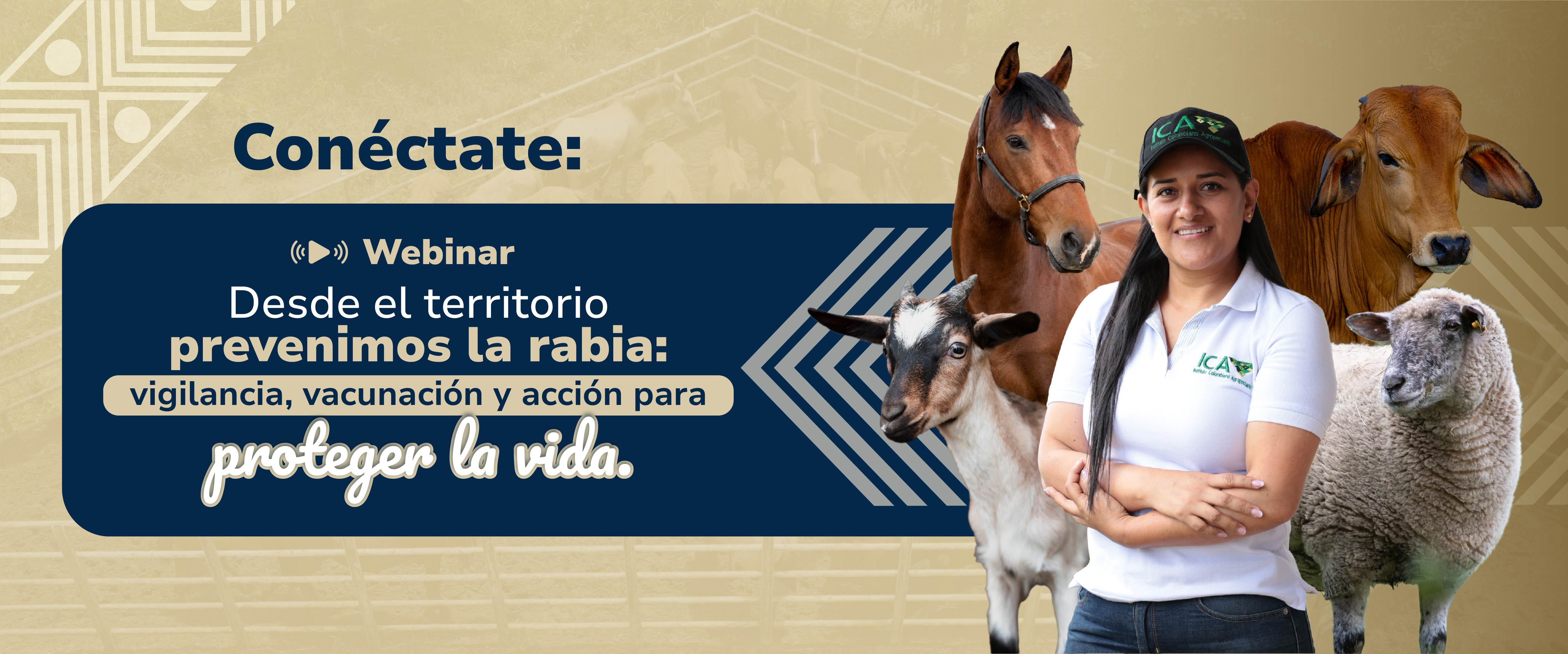 Conéctate aquí 