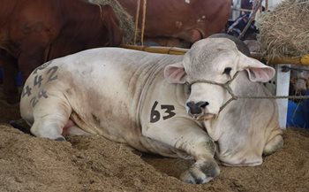 Exposición Agropecuaria de Sincelejo 2026. 