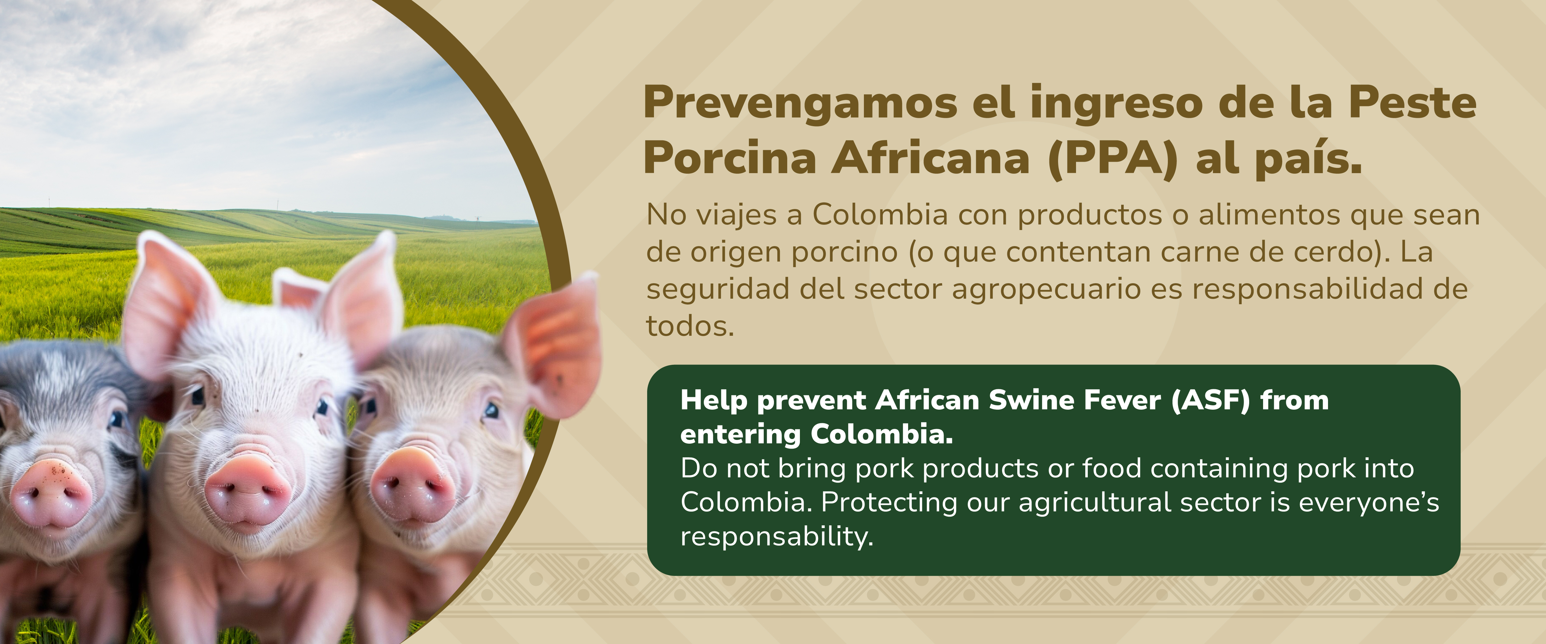 Prevengamos el ingreso de la Peste Porcina Africana (PPA)
