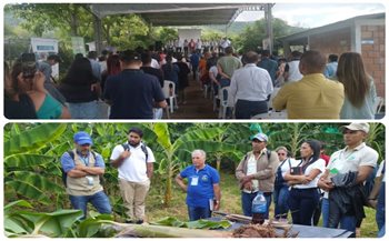 Resultados de investigaciones sobre la producción de plántulas de plátano