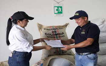 Vigilancia fitosanitaria del café. 