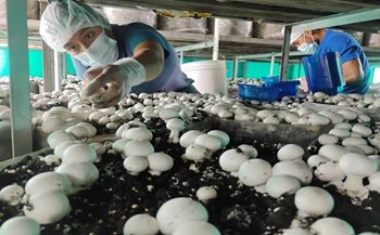 Champis se certifica en Buenas Prácticas Agrícolas