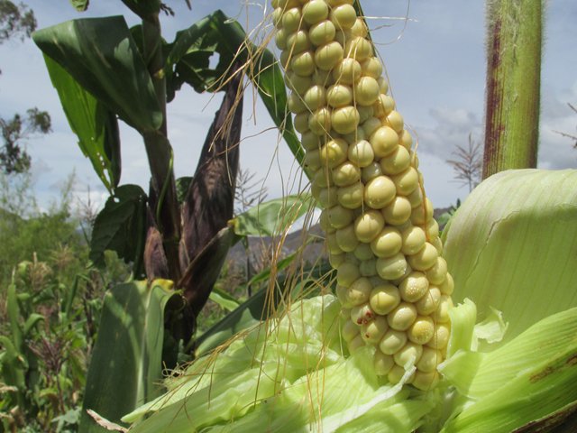 El ICA diseñó plan de trabajo para apoyar a maiceros del Huila