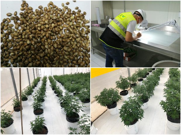 Cultivos de cannabis con registro ICA. 
