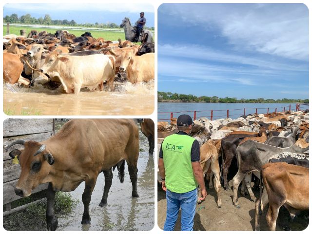  El ICA agiliza los procesos para movilizar animales afectados por la ola invernal en la Mojana 