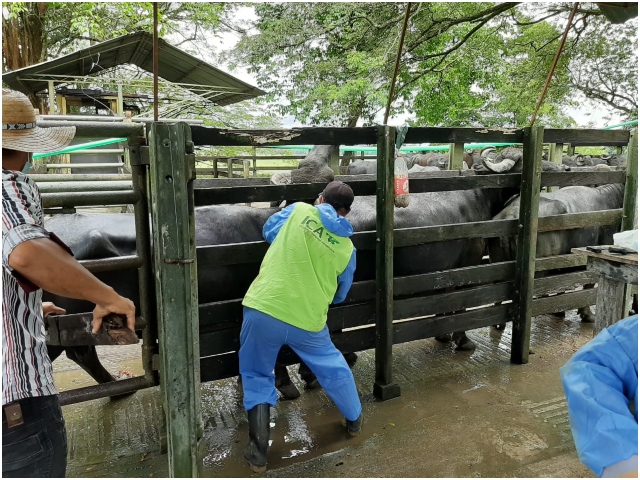 Producción de búfalos en Puerto Boyacá avanza con soporte del ICA 