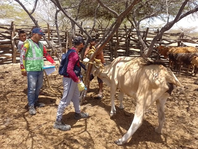 Seguimiento al primer ciclo de vacunación en comunidades indígenas de La Guajira.