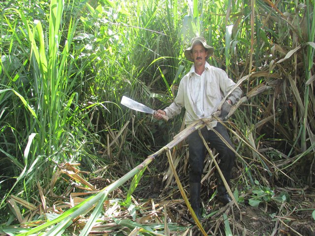 El ICA capacitó a productores de aguacate y caña panelera en Guayabal de Síquima, Cundinamarca