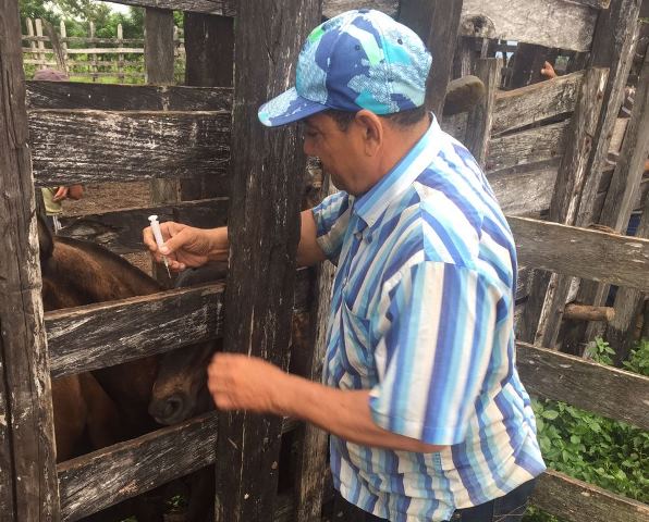 El ICA trabaja para mantener la sanidad de los equinos del departamento de Sucre 
