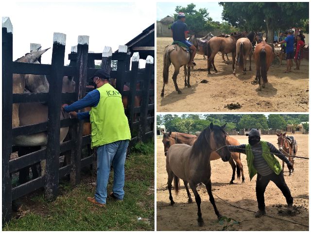 Bolívar se blinda contra la encefalitis equina venezolana 