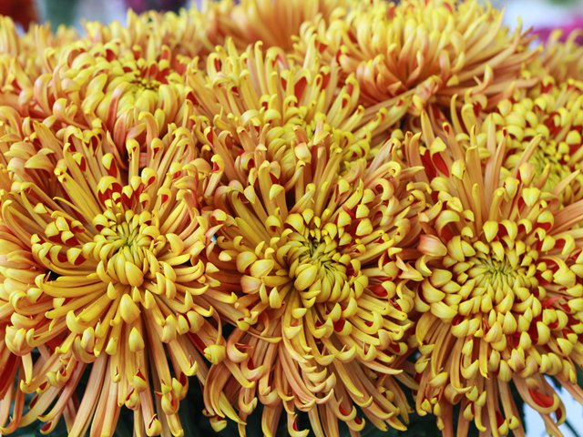 El ICA hace un llamado a exportadores de flores para que cumplan  con requerimientos fitosanitarios para mantener el mercado chileno