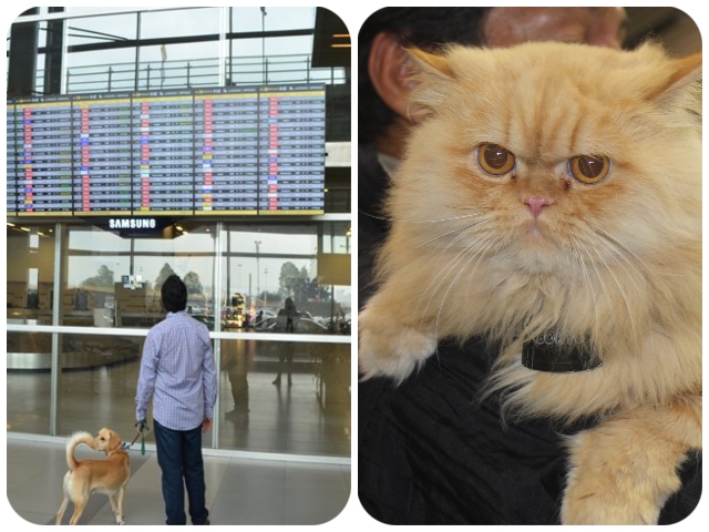 Nuevos requisitos para el ingreso o salida de perros y gatos 