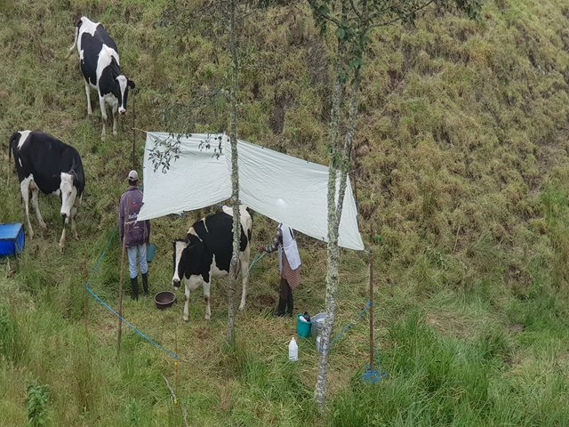 Productores de leche en Nariño se certificaron en Buenas Prácticas Ganaderas