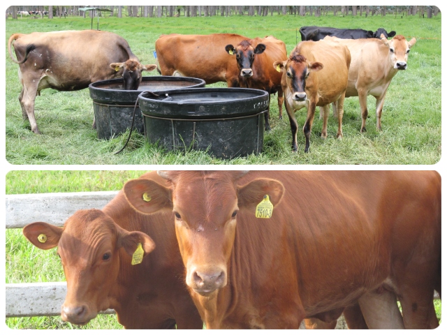 Bienestar animal en bovinos y bufalinos en Colombia