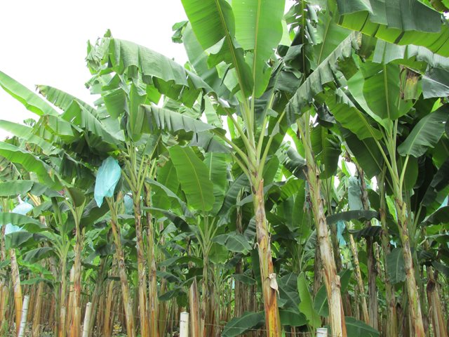En Santander, el ICA realizó capacitación sobre enfermedades del plátano y banano 