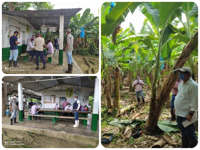 Productores del Magdalena se capacitan en el manejo de enfermedades en el cultivo del plátano 