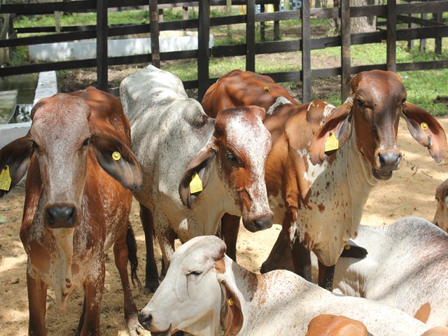 El ICA realiza foro en registro de productos veterinarios 