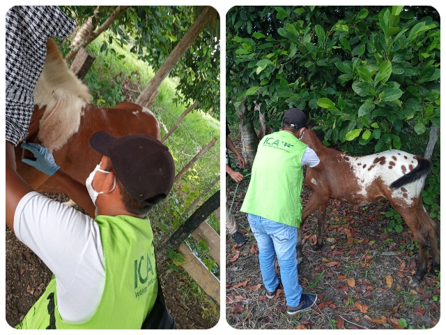 Vacunación de equinos. 