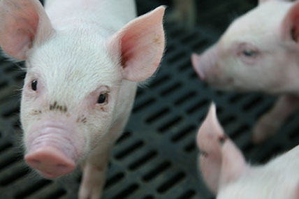 El ICA detecta caso de Peste Porcina Clásica -PPC- en la Guajira