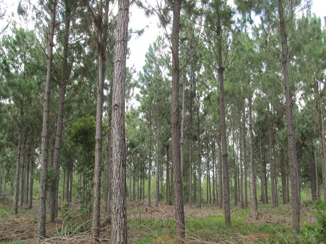 El ICA realiza vigilancia epidemiológica en cultivos forestales y agroforestales 