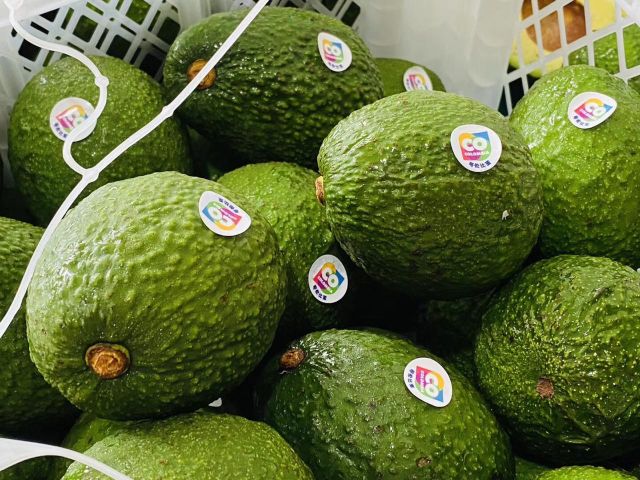 Aguacte Hass llegó a la China. 