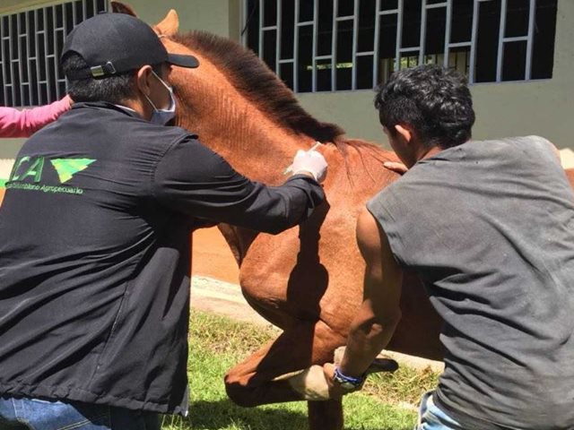 El ICA adelanta acciones sanitarias ante foco de encefalitis equina venezolana en San Antonio, Tolima