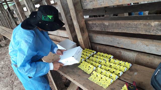 Con el apoyo del ICA, los productores del Guaviare previenen el ingreso de la fiebre aftosa al departamento