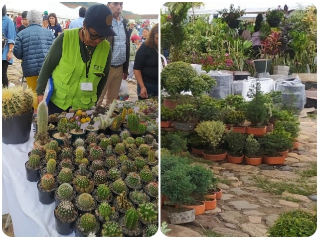 En Villa de Leyva, el ICA acompañó al sector viverista en el Festival del Árbol XXXII 
