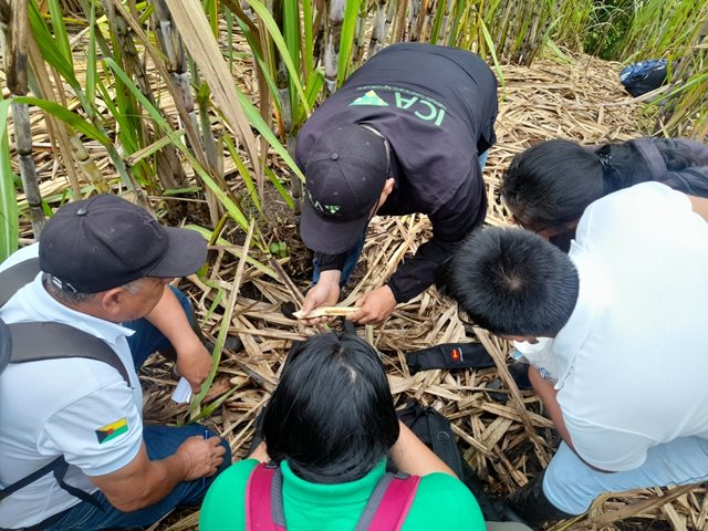 Productores de los municipios de Piamonte y Santa Rosa