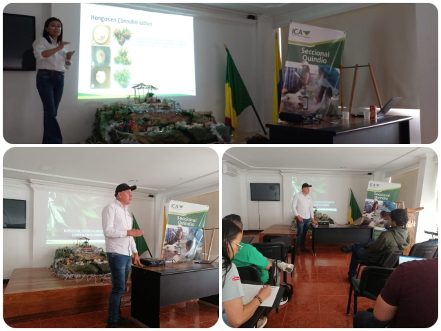 El ICA socializa normatividad fitosanitaria con productores de Cannabis  en Quindío