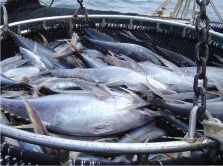 Ica establece veda a la pesca de atún