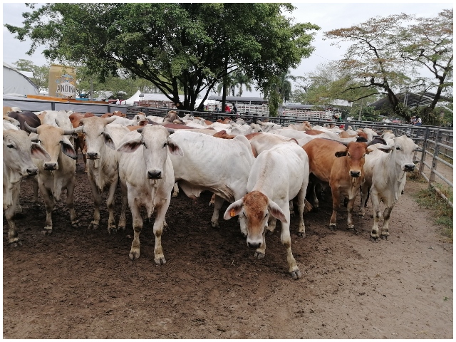 Con la Autorización Sanitaria y de Inocuidad ganaderos de Villavicencio ofrecen productos y subproductos de origen animal seguros 