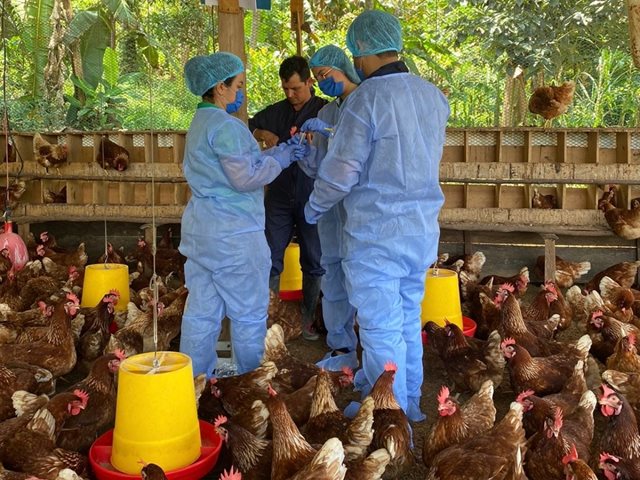 Con 180 muestras recolectadas, el ICA refuerza vigilancia de enfermedades aviares en Caquetá