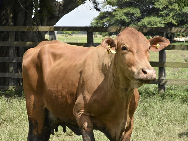 A seis días de terminar el segundo ciclo de vacunación hemos logrado alcanzar el 72.43% de animales vacunados