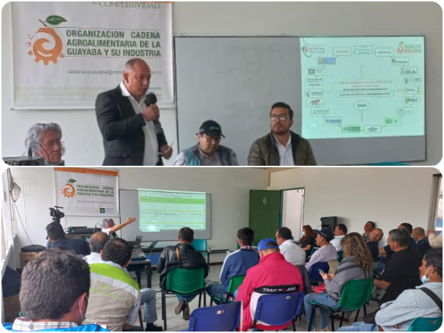 El ICA acompaña activamente la construcción del Plan de acción para la reactivación de la cadena productiva de la guayaba en la Hoya del Río Suárez