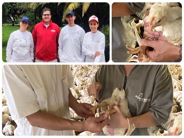 Visitas a predios avícolas por funcionarios del ICA.