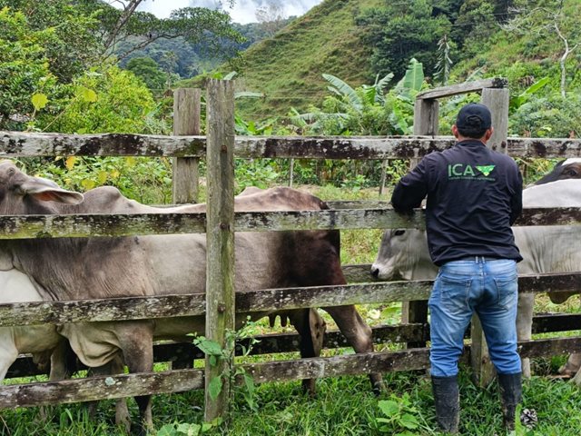 Brigada sanitaria en Hacarí contra la rabia bovina en el Catatumbo